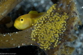 yellow gobi with tongue isopod, with eggs