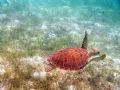 Hawksbill Turtle off Scott's Beach, St. John, USVI. Olympus C-770 UZ camera in PT-022 Underwater Housing with the Magic Filter in natural light.