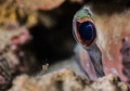 The shot was taken at the dive spot, Twin Peaks in Koh Tao. With the settings of Iso50, f2.8, 1/200 sec. With Aquatica housing and a Canon 5d Mark III, with Canon 100mm  macro lens and two Nikons 105 strobes.