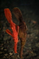 Solenostomus cyanopterus