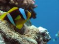 clown fish in red sea, Sudan.