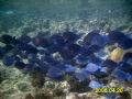 Upon returning from West Bay mini-wall dive, we came across this school of Atlantic Blue Tangs.