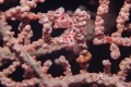 pink pygmy taken in lembeh straight November 2015