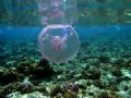 Jellyfish in Angarosh, Sudan.