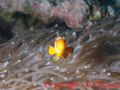 I'll get angry if you take my picture again!

Similan Islands, Thailand.

Canon Powershot Pro 1, Ikelite housing + strobe