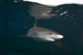 Caribbean Reef shark, Carcharhinus perezi, investigating  camera strobes with it's reflection visible under the water surface. Bimini, Bahamas