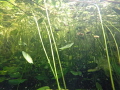 Wide angle underwater photography of the pond in my school includes fish, algae, plants, magical elements and mysterious moods and an ambient atmosphere. used a GO PRO HD 3.. What about your own inner garden ? beauty is everywhere, just gotta find it