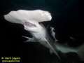 A great hammerhead shark photographed at night in the waters off South Bimini, Bahamas.