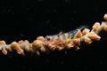 taken in front of my beach house at night. one of the few delights whip corals hide! difficult to get this fellow to stay put while trying to hover in mid-water.