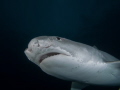 Small tiger shark with fresh cuts around the eye