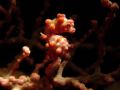 pygmy seahorse
Sipadan Island,Malaysia.
Sony DSC-T1