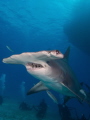 Hammerhead in Bimini