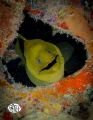 Green Eel, Shot at 100ft on the USS Vandenberg off the coast of Key West.