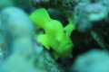 This is my first frog fish! I'v been looking for a long time.  This is a Commerson's Frogfish.