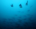 Hammerheads with three divers in Malpelo Island, Colombia.