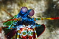 mantis shrimp