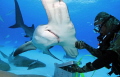 Bimini, Hammerhead Dive, Neil Watson #Hammerhead #Bimini #Neil Watson