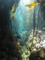 Diversity in a Kelp forest