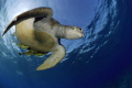 Green turtle