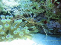 arrow crab