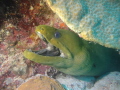 Green Moray Eel