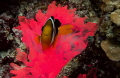 Glowing anemone and clownfish. Taken in the Maldives at about 15m using a canon 600d and a polaroid housing.