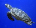 I like this picture of the turtle as it was shot against the clear blue waters of Cozumel. I little enhancing of the colors in photoshop give it its striking contrast.