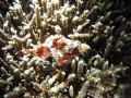 Camouflage, do I really need to?
Scorpionfish, not very wel camouflaged.
Taken in Bunaken park.