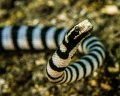 A banded sea snake cruising on the shallow sand at Lembeh Strait, Indonesia
