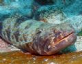 Lizard Fish resting on the bottom in Cozumel, March 2006