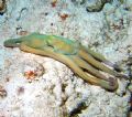 Octopus moving across the bottom. Night dive in Cozumel