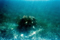 Lone coral at Pennekamp State Park.