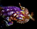 I was lucky to catch this nudibranch as it was laying its egg spiral on a dive at Secret Spot about 30km East of Dili.