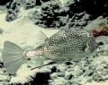 This picture of a Cowfish was taken with an Olympus 7070 wide angle in Cozumel in March 2006
