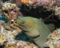 Green Moray at Blue Bay, Curacao