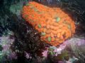 taken snorkleing off the coast of kiama