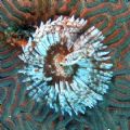 A tube worm found on a brain coral in Roatan, Honduras, January 2006