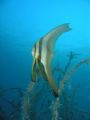 Bat Fish, Layang Layang, Olympus 5060