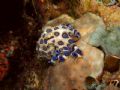 Greater blue-ringed octopus (Hapalochlaena lunulata) taken at shallow depths of 10m in Sipadan. Found it camouflaged among the corals. Upon approaching, it started to turn bright yellow and flashing its blue rings. Amazing and lethal indeed!