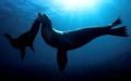 Mother and baby Sealion. Sea of Cortez. D2x 10.5 FE.