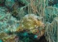 Honeycombed cowfish at Caracasbai site, Curacao