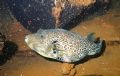 I had to sneak up on this Puffer fish inside the wreck Fujikawa Maru.