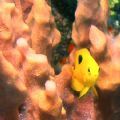 Juvenile Rock Beauty darting amongst the corals at Roatan