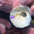 I was focusing on this white flower like thing (need help identifying) when this Fairy Basslet jumped into the picture. We think the white flower may be a tube anemone. Can anyone help?