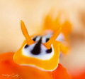 A little Pyjama Slug resting on its red sponge crib.