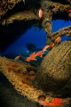 Lessepsian visitors and a diver under the plane wreck