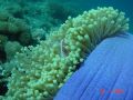 Skunk anemone in Manado, Indonesia in 2004.