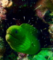 Posing green moray