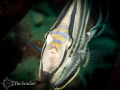A banded Butterfly fish stopped swimming to check out my port...I think she saw her reflection in there.