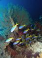 Fusiliers made a colourful site swimming amongst the Gorgonian Fans on Tubbataha Reef in The Philippines